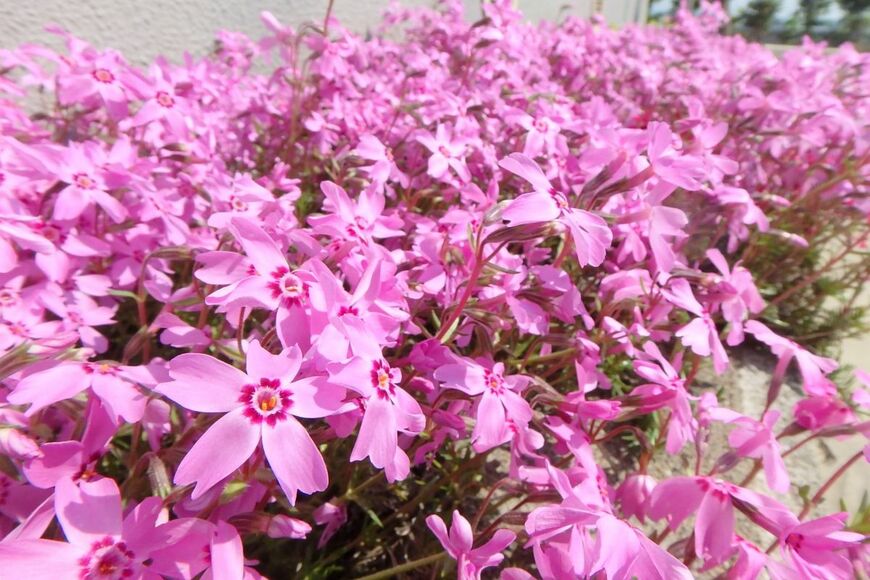 ピンクの花を咲かせている、シバザクラ