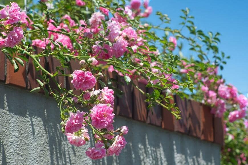 ドロシー・パーキンスの花。花の色はピンク色。