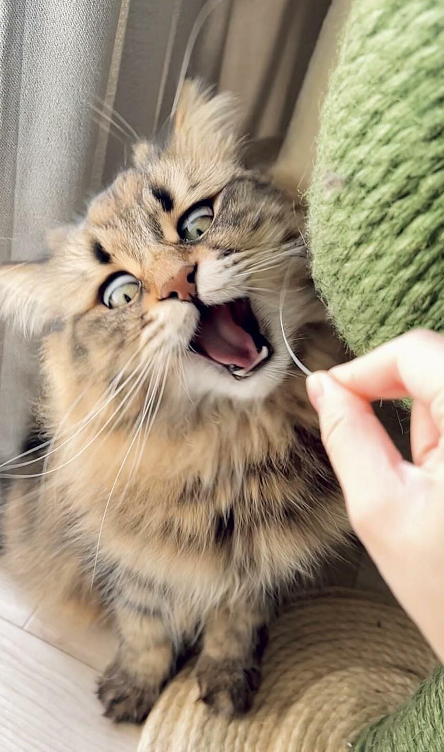 驚く猫