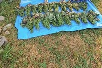 芋づるを乾燥させる工程で「強烈な違和感」　そばでくつろぐ犬2匹に思わずほっこり