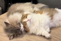【仲良し猫ちゃん2匹】毛繕いの様子に思わず悶絶　リラックスした表情がかわいすぎる