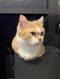 【置物！？】「お手々ないない」でキリっと鎮座する猫さん　隠れた可愛い足にも注目