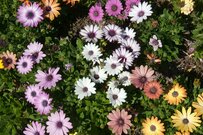 【ガーデニング】超キュート！庭にお洒落カラーが揃う。カワイイ多年草・最強6選