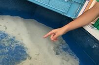 「生後3ヶ月のウミガメたち」ご飯の時間だと勘違い　あまりにもかわいい行動に3万いいね