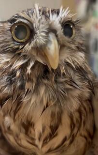 【流行りにのるフクロウ！？】風呂キャンセル界隈と見せかけて、実は…