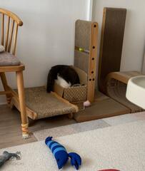 段ボール箱に頭から突っ込んでいる猫　まさかの表情に笑ってしまう