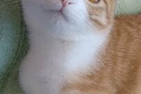 温かい家庭に迎えられた保護猫　溢れる可愛さで大勢を癒す存在へ