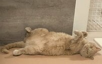 「遊ぶ気分じゃないそうです」飼い主の誘いを完全スルーする猫の塩対応に笑ってしまう
