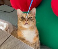 飼い主「あしょぼ」→猫「何よ、コレ！」温度差を感じる動きの数々がXで話題