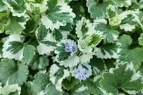 今が植えどき！雑草を抑えて一年中おしゃれな庭になる《秋植え常緑グランドカバー》多年草8選