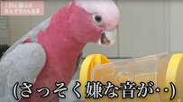 「さっそく不穏な音が...」エサがでる「ガラポン式おもちゃ」に夢中になるインコが可愛い！