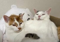 【可愛い】ユニークなポーズで眠る猫ちゃんにクスッ！コメント欄「笑っちゃいました」の声