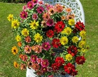 1苗100円台で真夏から晩秋までずっと咲く、暑さに強い優秀〈ジニア〉に注目！花がら摘みが不要なローメンテで、本当によく咲き続けます！