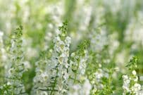 【夏に咲く爽やかな白い花】ホワイトガーデンにおすすめ！暑さに強い《多年草・一年草》9選