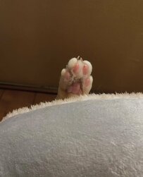 「流石にわからんかった」「何やっても可愛い」　猫ちゃんのベッドから突き出る謎の足......その正体とは！？