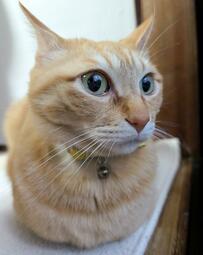 【がおー】普段は美形の猫ちゃんが…猛獣に変身！？予想外の姿にみんなの注目が集まる