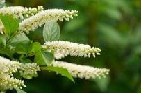 玄関先や狭い庭に！暑さに強くい〈毎年夏にいい香りの花が咲く〉小低木3選。ローメンテだから初心者も育てやすい