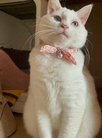 ふわふわ白猫ちゃんの体幹が凄い！人間のような姿に「このまま歩いてコンビニに行けそう」の声