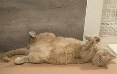 「遊ぶ気分じゃないそうです」飼い主の誘いを完全スルーする猫の塩対応に笑ってしまう