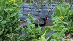 散歩中に発見した「畑に潜む鳥」を撮影　目を疑う光景に「えっ隠れてるの？」「かわいい」と話題