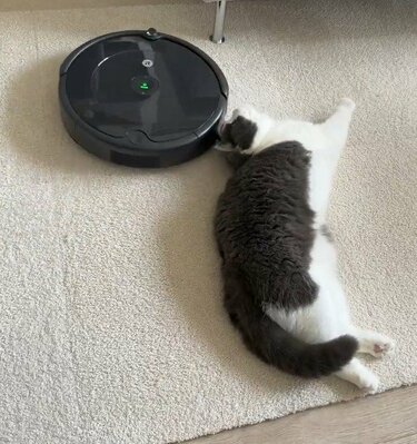 猫の隣を通過するルンバ まさかの「動き」に思わず笑ってしまう