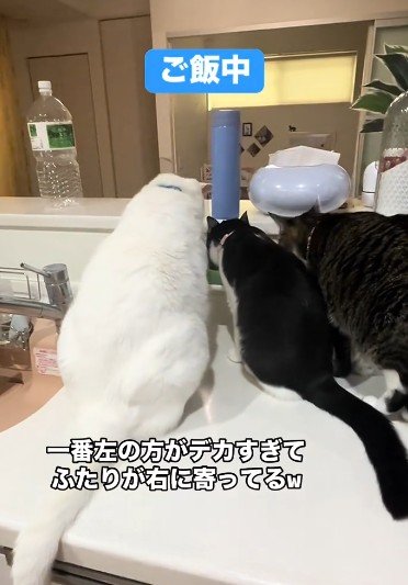 ご飯を食べる3匹の猫