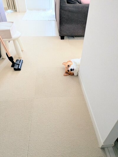 飼い主を出迎えるコーギー