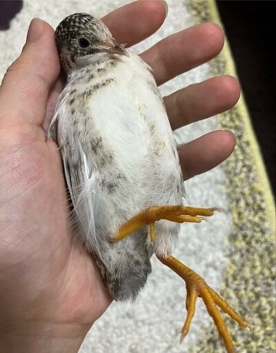 身体の色が変わった！