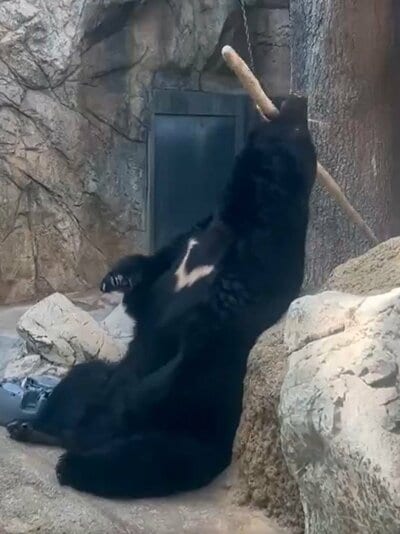 神戸市立王子動物園