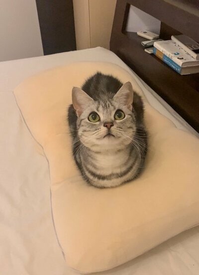 主張しないときのあんこくん