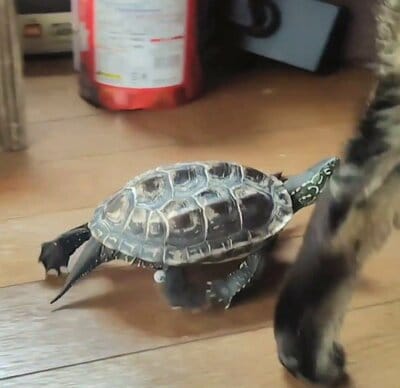 小雪ちゃんの後を追う軍曹くん