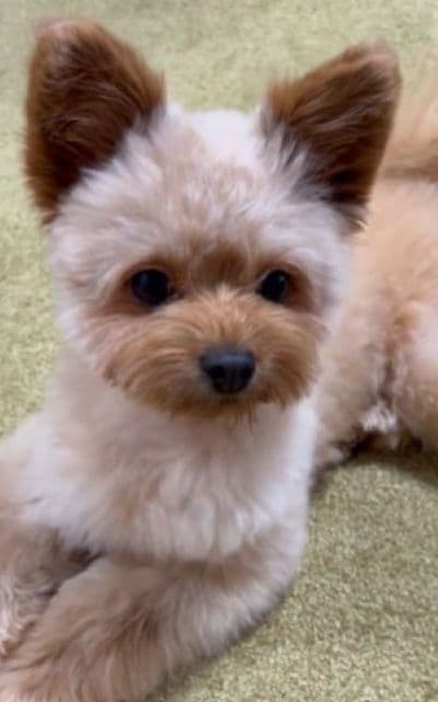 目から光が消えた！