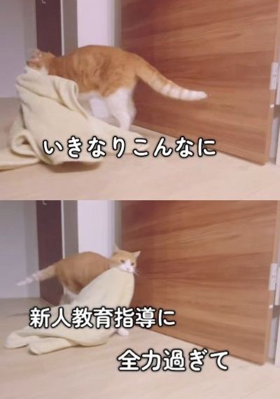 投稿の画像