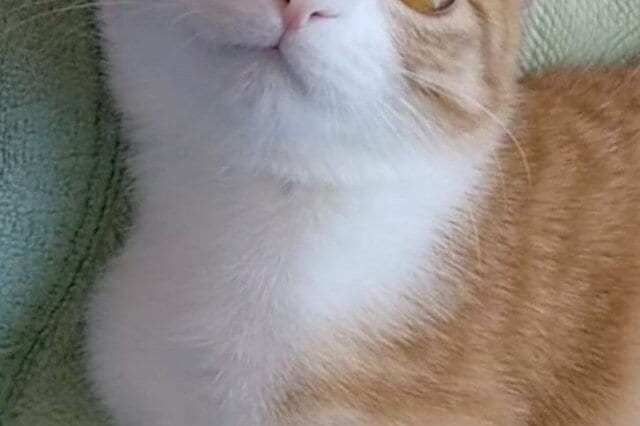 温かい家庭に迎えられた保護猫　溢れる可愛さで大勢を癒す存在へ