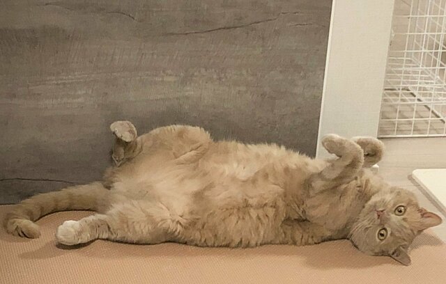「遊ぶ気分じゃないそうです」飼い主の誘いを完全スルーする猫の塩対応に笑ってしまう