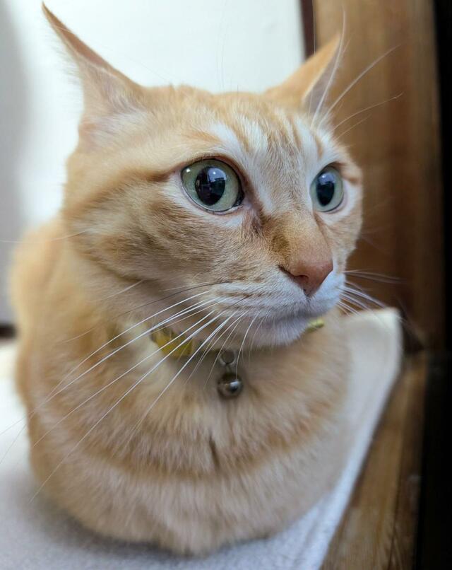【がおー】普段は美形の猫ちゃんが…猛獣に変身！？予想外の姿にみんなの注目が集まる