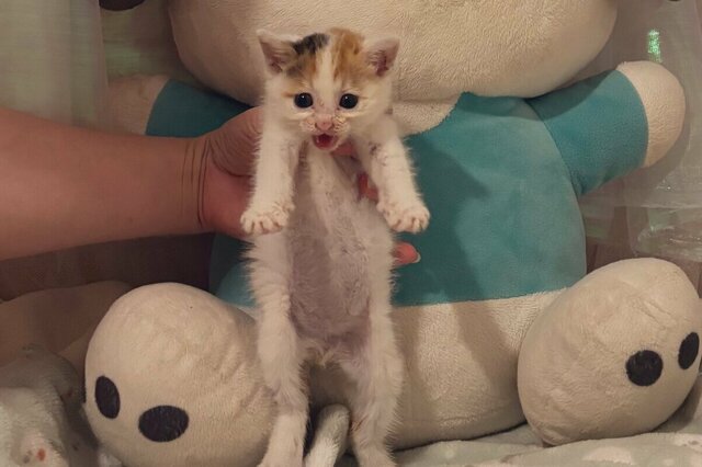 体重200gで保護された「子猫の7カ月後の姿」が話題　ビフォーアフターに驚きと感動の声