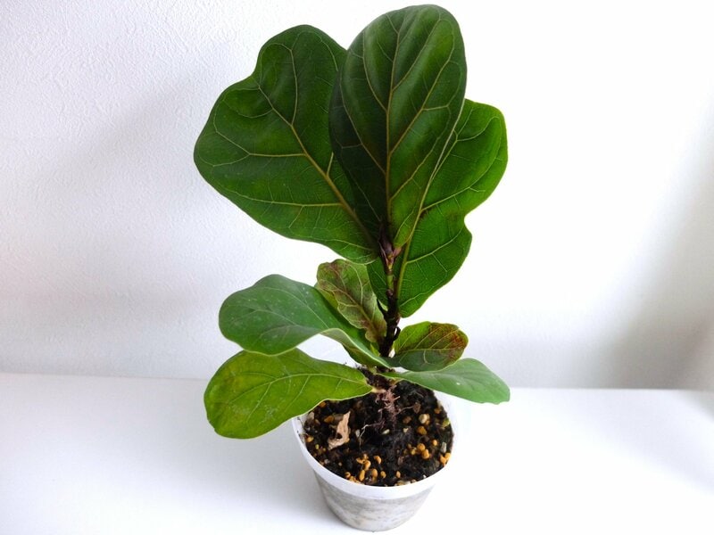 ダイソーで購入したカシワバゴムノキ筆者撮影写真