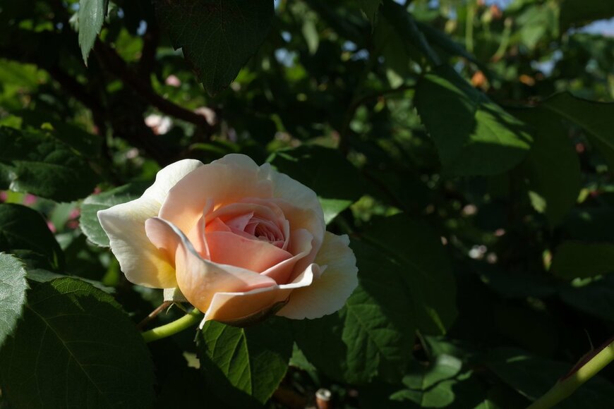 MasterChefNobu/Shutterstock.com