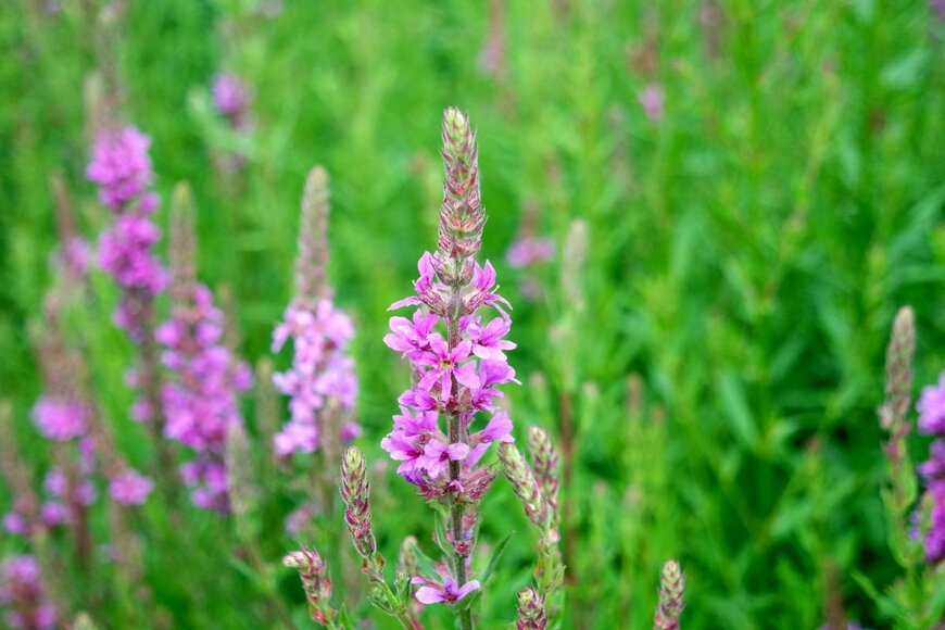 Cornflakes/shutterstock.com