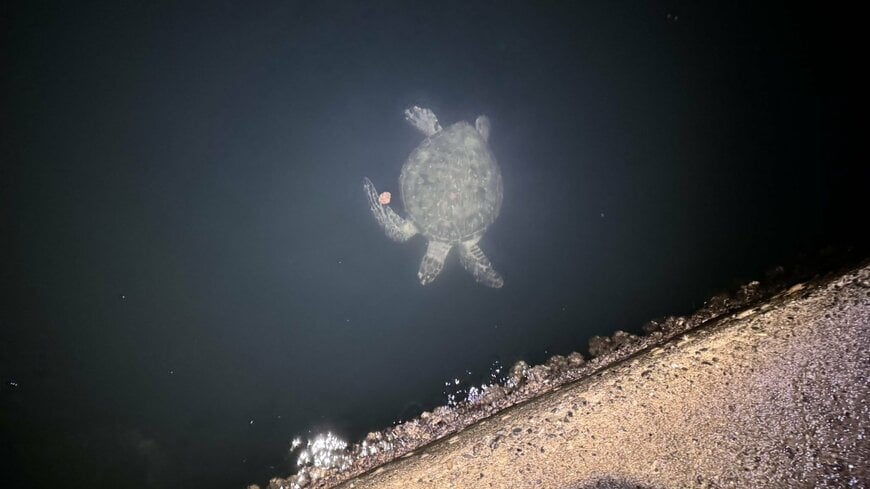 水面に見えたウミガメの姿