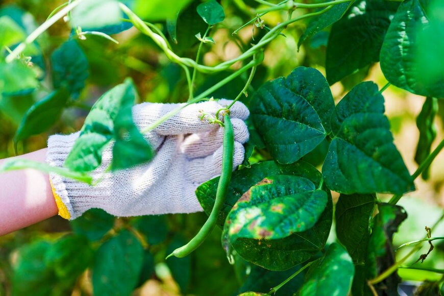 show999/Shutterstock.com