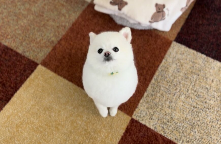 出所：@boku_ponchan