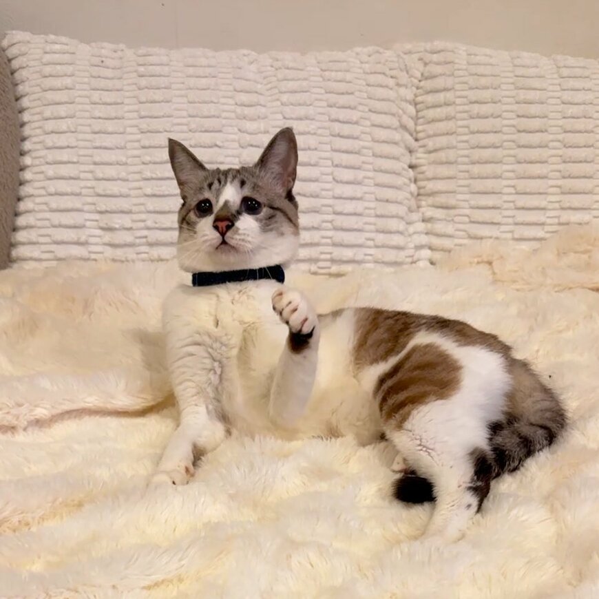 出所：@piennekomint