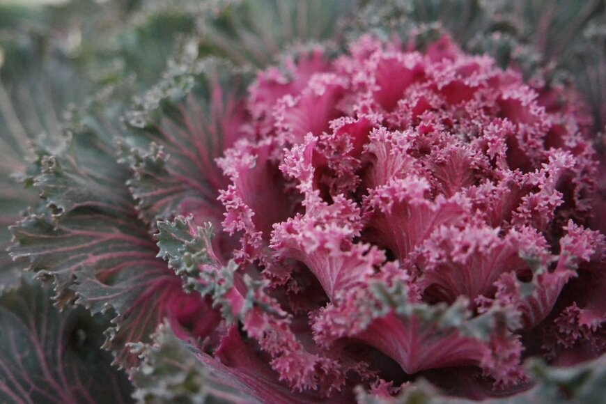 Aomhey/shutterstock.com