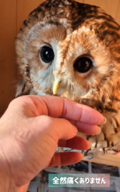 出所：@mori_luna_tawny_owl