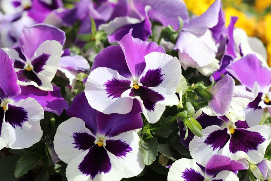 Tasak/shutterstock.com