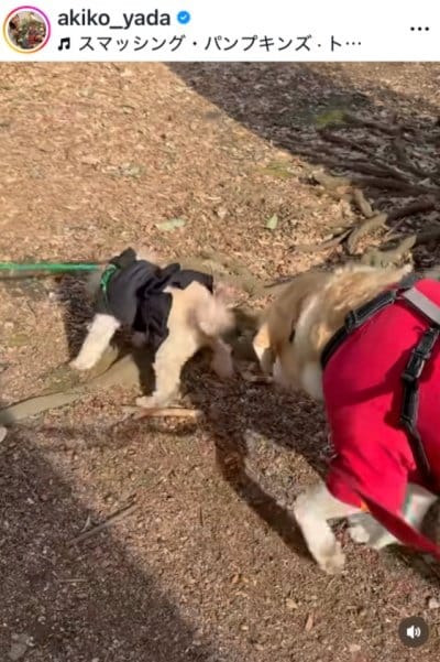 出所：矢田亜希子のInstagram（＠akiko_yada）参照日：2026年4月9日