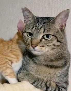 出所：@mero627puri914