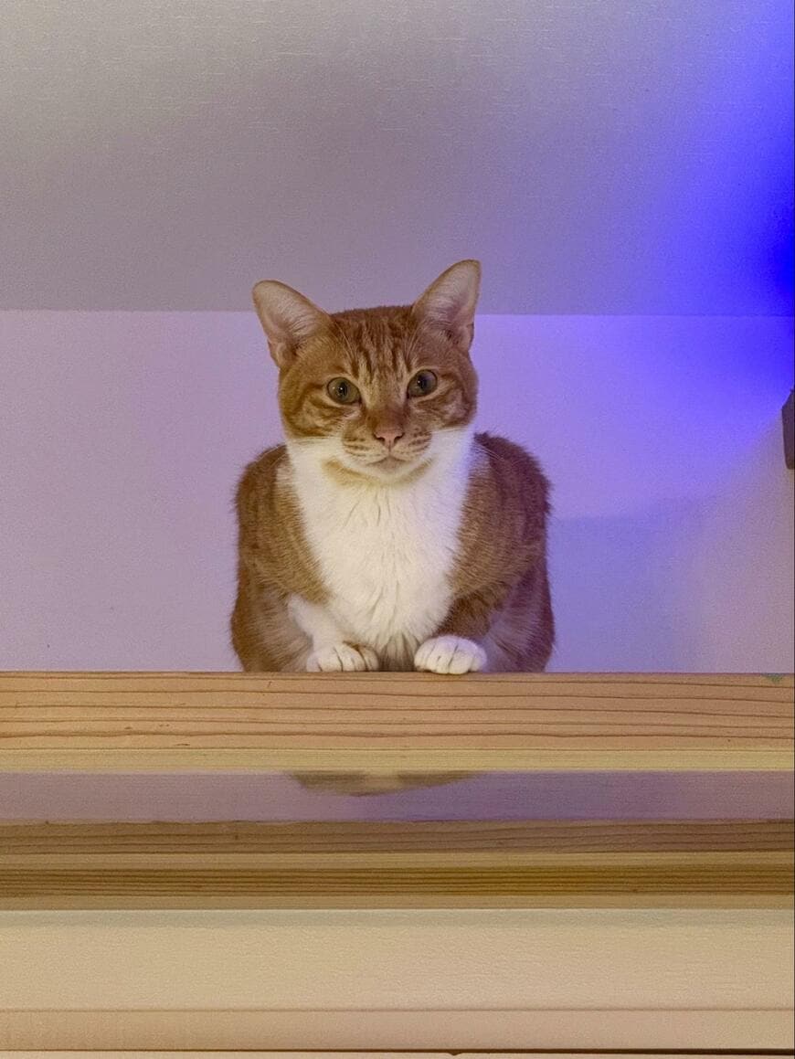 出所：@omochi_nam01